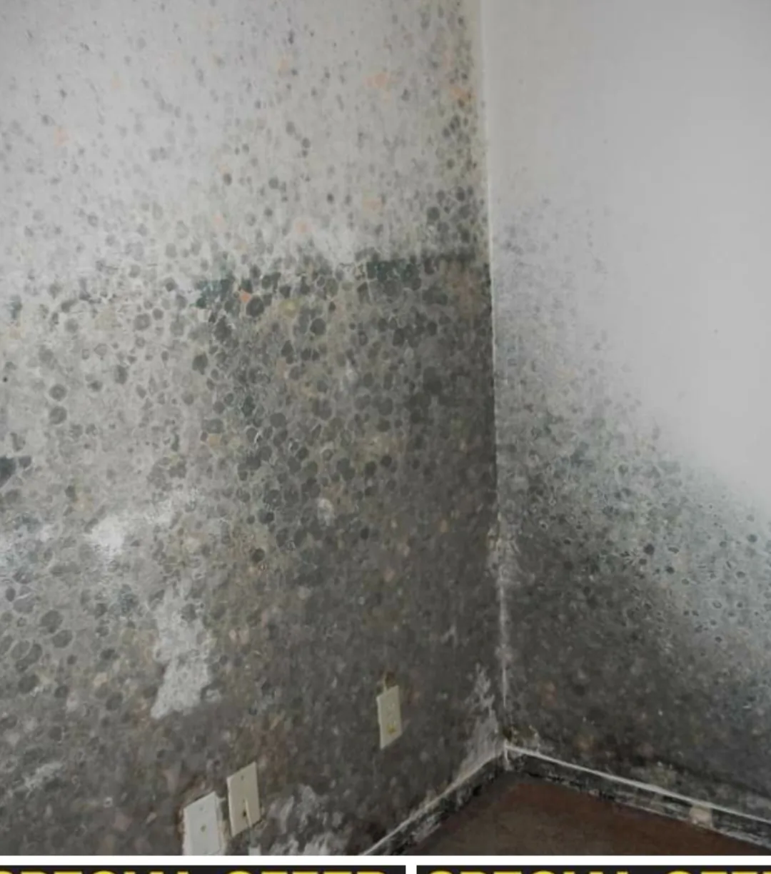 Heavy black mold growth covering a wall corner caused by long-term undetected moisture